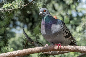 Rock Dove (Columba livia) in park, Moscow, Russia