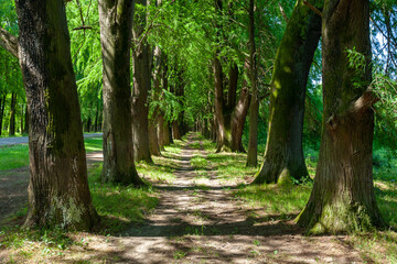Obraz premium Alley of swamp cypress trees in Poti, Georgia