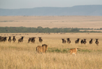 Fototapeta na wymiar A pair of Lion moving near Wildebeests at Masai Mara, Kenya