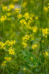 Botanical collection of culinary plants and herbs, yellow or white mustard plant