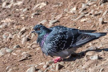 Rock Dove (Columba livia) in park, Moscow, Russia