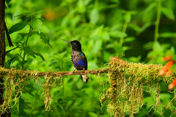 Coronita Aterciopelada / Velvet Purple Coronet / Boissonneaua Jardini - Ecuador, Reserva de Biósfera del Chocó Andino