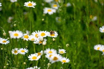 Fototapeta premium Botanical collection of medicinal plants, Chamaemelum nobile or Roman chamomile, English or garden chamomile flowers