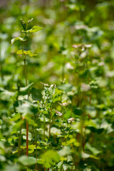 Botanical collection of edible plants and herbs, Buckwheat , Fagopyrum esculentum, or common buckwheat plant