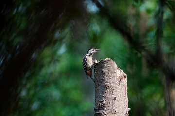 Freckle - breasted Woodpecker