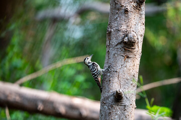 Freckle - breasted Woodpecker