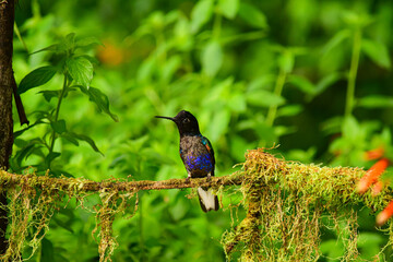Coronita Aterciopelada / Velvet Purple Coronet / Boissonneaua Jardini - Ecuador, Reserva de Biósfera del Chocó Andino © Migue