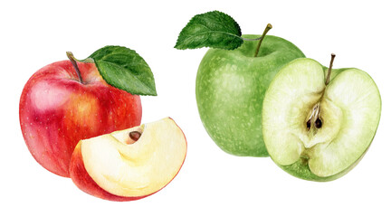 Set of red and green apples watercolor illustration isolated on white background