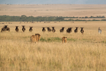 Fototapeta na wymiar Lion and Lioness near Wildebeests and Zebra during the mating phase, Masai Mara