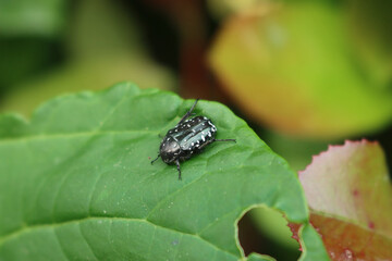 Oxythyrea funesta insect on a green leaf on summer season. Black and white Chafer beetle in the garden
