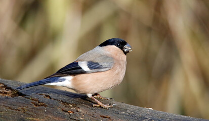 Bullfinch feeding in a woodland setting