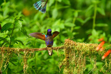 Coronita Aterciopelada / Velvet Purple Coronet / Boissonneaua Jardini - Ecuador, Reserva de Biósfera del Chocó Andino © Migue