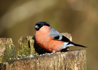 Bullfinch feeding in a woodland setting