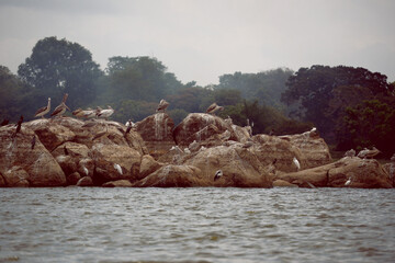 herons on lake rocks