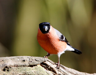 Bullfinch feeding in a woodland setting