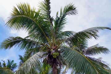 Coconut palm is a plant of the palm family