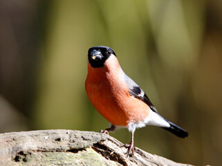 Bullfinch feeding in a woodland setting