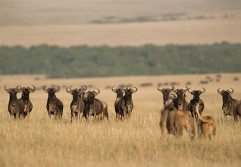Fototapeta na wymiar A pair of Lions moving near Wildebeests herd, Masai Mara