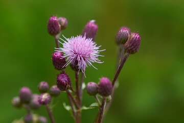 Blüten der  Acker-Kratzdistel (Cirsium arvense)