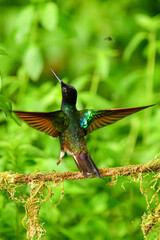 Coronita Aterciopelada / Velvet Purple Coronet / Boissonneaua Jardini - Ecuador, Reserva de...