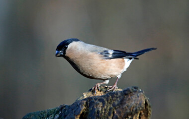 Bullfinch feeding in a woodland setting
