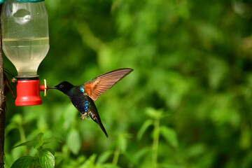 Coronita Aterciopelada / Velvet Purple Coronet / Boissonneaua Jardini - Ecuador, Reserva de Biósfera del Chocó Andino © Migue
