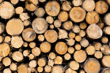 chopped trees, environmental concept, lumber production, 