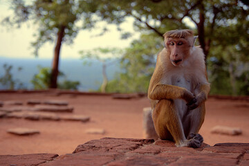 monkey in the mountains
