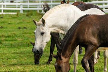 Naklejka premium White Horse 6