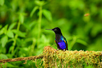 Coronita Aterciopelada / Velvet Purple Coronet / Boissonneaua Jardini - Ecuador, Reserva de Biósfera del Chocó Andino © Migue
