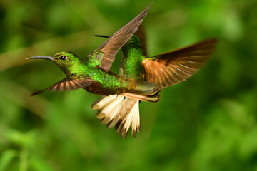 Coronita colihabana / Buff-tailed Coronet /Boissonneaua flavescens - Colibríes Ecuador, Reserva de Biósfera del Chocó Andino