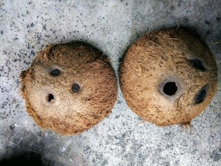 Top view of Coconut shells with brown coirs on dirty & grunge cement or concrete floor background, copy space. Tropical summer dried coconut fruit can make a dishware, eco-friendly materials concept