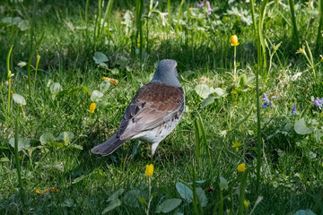 Fieldfare (Turdus pilaris) in park, Central Russia
