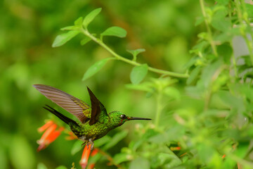 Naklejka na ściany i meble Coronita colihabana / Buff-tailed Coronet /Boissonneaua flavescens - Ecuador, Reserva de Biósfera del Chocó Andino