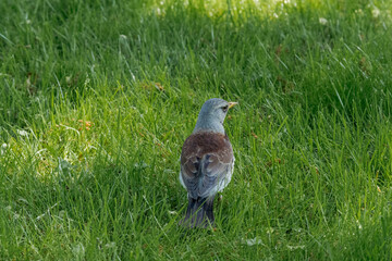 Fieldfare (Turdus pilaris) in park, Central Russia