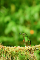 Coronita colihabana / Buff-tailed Coronet /Boissonneaua flavescens - Ecuador, Reserva de Biósfera del Chocó Andino