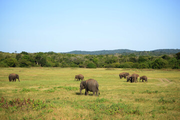 family of elephants in nature