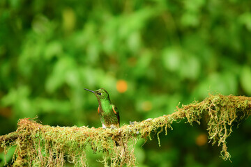 Coronita colihabana / Buff-tailed Coronet /Boissonneaua flavescens - Ecuador, Reserva de Biósfera del Chocó Andino © Migue