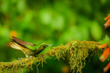 Coronita colihabana / Buff-tailed Coronet /Boissonneaua flavescens - Ecuador, Reserva de Biósfera del Chocó Andino