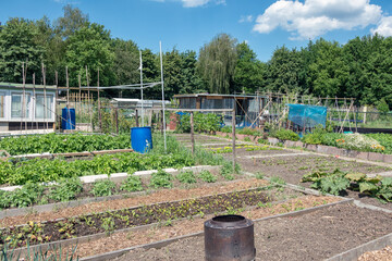 Dutch allotment garden with vegetables, barrels and shed