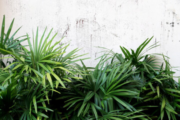 Summer background of exotic tropical green plant on grungy & rustic white plaster wall texture background in morning sunlight, copy space. Old cement wall & palm leaves                                