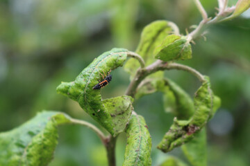 Harlequin ladybird in the orchard. Black and red Ladybug larvae on Apple tree leaves on summer
