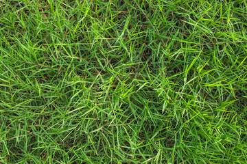 Green leaves of grass on the ground pattern top view.