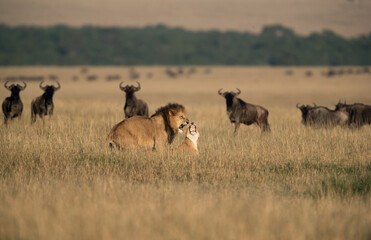 Naklejka na ściany i meble Lion and Lioness mating with Wildebeests close to them at Masai Mara