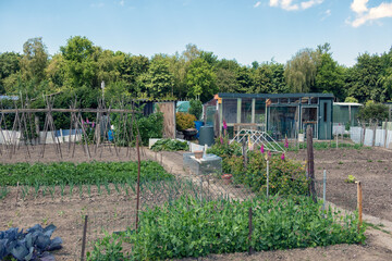 Dutch allotment garden with vegetables, bean stakes and shed