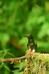 Coronita colihabana / Buff-tailed Coronet /Boissonneaua flavescens - Ecuador, Reserva de Biósfera del Chocó Andino