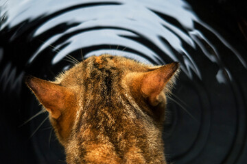 Selective focus of Top view cute tabby cat licking & drinking water from dark pond with ripple & light shadow. Macro shot of wild life animal in nature environment, thirsty & hungry concept, space