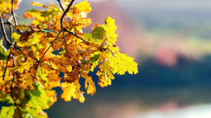 Colorful autumn oak leaves on a blurred background in sunny weather