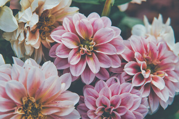 Rosa Blüten einer Dahlie, Gartenblumen im Sommer