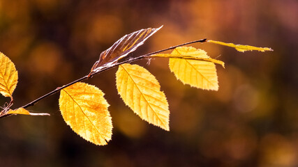 Branch with yellow autumn leaves on a blurred background in warm autumn colors